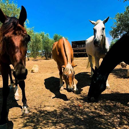 Relais Tenuta Gentili San Liberato Bagian luar foto